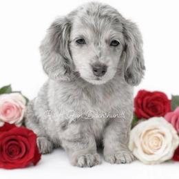 Dachshund Puppies from RRD