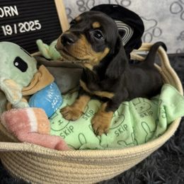Shelton - Black and tan male Dachshund puppy in Tacoma, Washington from Tiny Dancer Dachshunds