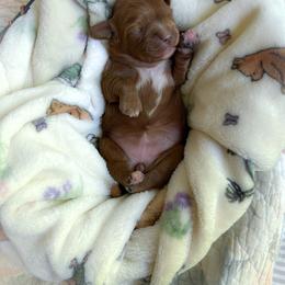 Kanga - Red female Cavapoo puppy in Easley, South Carolina from Cutiepie Cavapoos