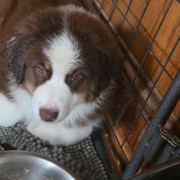 Denali (Yellow) - Red tri-color male Miniature American Shepherd puppy in Griswold, Connecticut from Flatrock's Mini American Shepherd's