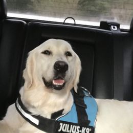Bianca - Golden Retriever