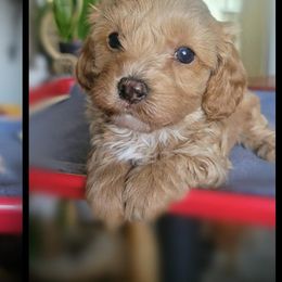 Cavapoos and Chihuahuas from Kings Peak kennel