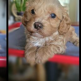 Cavapoos and Chihuahuas from Kings Peak kennel