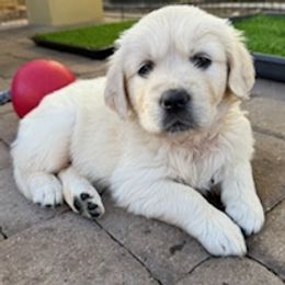 Golden Retriever puppies from Norterra Goldens