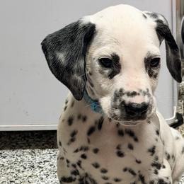 Dopey ACA LUA - White and black male Dalmatian puppy in Queen Creek, Arizona from Lala's Polka Dots