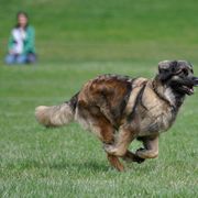 Leonberger All Grown Up from Ex Animo Leonbergers and WHD