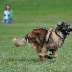 Leonberger All Grown Up from Ex Animo Leonbergers and WHD