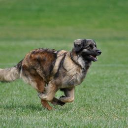 Leonberger All Grown Up from Ex Animo Leonbergers and WHD