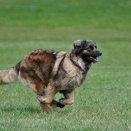 Leonberger All Grown Up from Ex Animo Leonbergers and WHD