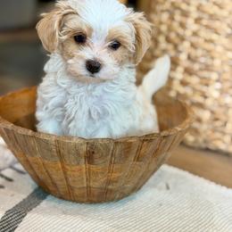 Pink Collared Female - Cream female Maltipoo puppy in Marshallville, Ohio from Grassy Meadow Pups