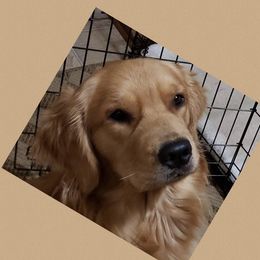 Golden Retriever Puppies from Goldminer Goldens
