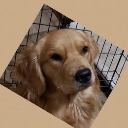Golden Retriever Puppies from Goldminer Goldens