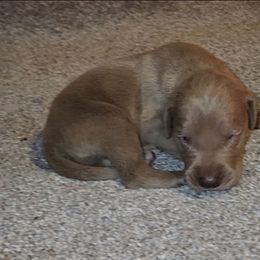 Aria - Chocolate female Great Dane puppy in Walker, Louisiana from La Rebel Danes