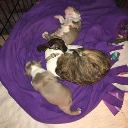 Boston Terrier Puppies from Tellier's AKC Boston Terriers Missouri