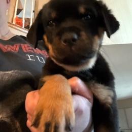 Pink girl - Black and mahogany female Rottweiler puppy in Colorado Springs, Colorado from Von Locher Rotties