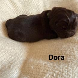 Dora - Brown female Newfoundland puppy in Goodhue, Minnesota from Claypits Newfoundlands