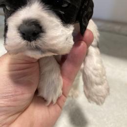 Girl 2 - Black white and tan female Cocker Spaniel puppy in Rising Sun, Maryland from Palmtree Cockers