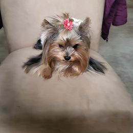 Daisy - Yorkshire Terrier
