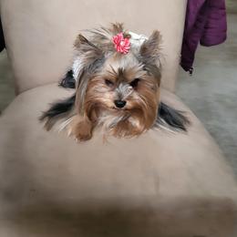 Daisy - Yorkshire Terrier