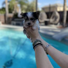 Yorkshire Terrier Puppies from Akc Quality Yorkies