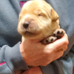 Sixth pick - Golden male Golden Retriever puppy in Sandy, Utah from Golden Meadows of Utah