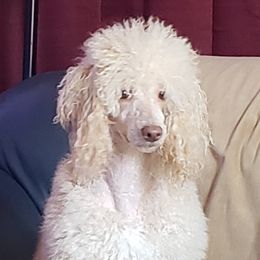 Ginny - Poodle