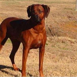 Rhodesian Ridgebacks from Bushveld Rhodesian Ridgebacks