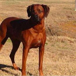 Rhodesian Ridgebacks from Bushveld Rhodesian Ridgebacks