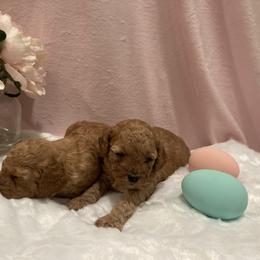 Cockapoo Puppies from Martin's Cockapoos