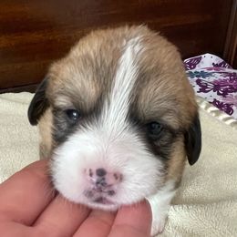 Daisy - Sable Pembroke Welsh Corgi puppy in Macomb, Michigan from Corgiland Ranch
