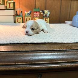 Molly - Apricot and white female Cavachon puppy in Kerrville, Texas from Blount pups