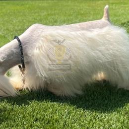 Jo Jo - Miniature Schnauzer