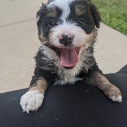 Miniature Australian Shepherd Puppies from Broken T Australian Shepherds