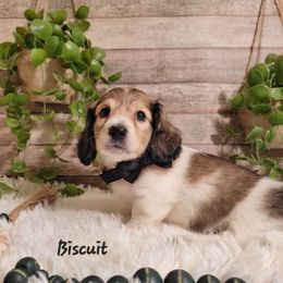 Dachshund Puppies from Brown's Valley Dachshunds