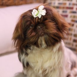 Puddin - Shih Tzu