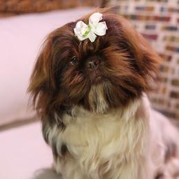 Puddin - Shih Tzu