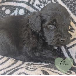 Alex - Black male Portuguese Water Dog puppy in Jacksonville, Florida from Atlantic Coast PWD