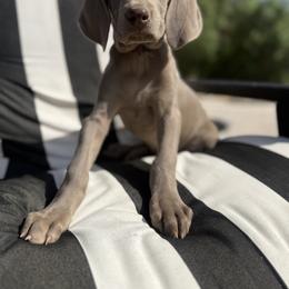 Weimaraner Puppies from Kennedy Weimaraners