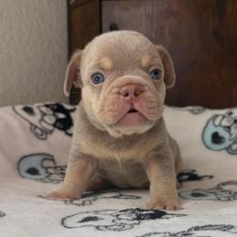 Copper - Tricolors male French Bulldog puppy in Colorado Springs, Colorado from Sun Mountain Frenchies