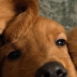 Halleys Star - Dark golden female Golden Retriever puppy in Forest Lake, Minnesota from Northern Lights Goldens