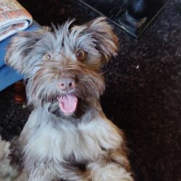 Goggles Female $1,600 - Liver Miniature Schnauzer puppy in Forney, Texas from Gus Puppies