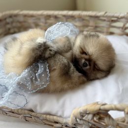 Tinsel - Cream sable male Pomeranian puppy in Sacramento, California from Carousel Poodles & Pomeranians