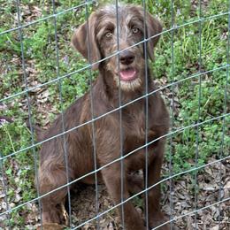 YAMS - Chocolate female Labradoodle puppy in Franklinton, North Carolina from Green Acres Labradors