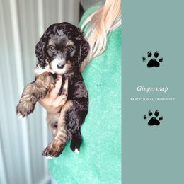 Gingersnap - Tri-color female Bernedoodle puppy in Jackson, Missouri from Pincksten Family Doodles