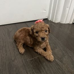 Poodle Puppies from Polina Walker's Poodles