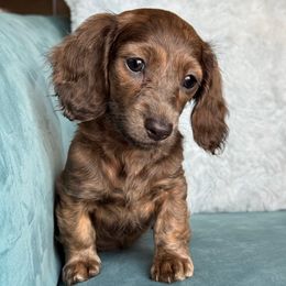 Smurf (AKC-3000) - Blue and cream female Dachshund puppy in Krum, Texas from Tired Chef Dachshunds