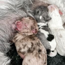 Goldendoodle puppies from The Dood Effect
