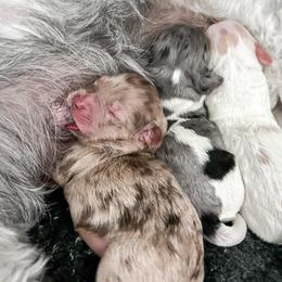 Goldendoodle puppies from The Dood Effect