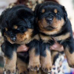 Rottweiler puppies from TrenchtownRotties