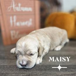 Maisy - Cream female Cockapoo puppy in Rutherford County, North Carolina from Simply Grace Farms